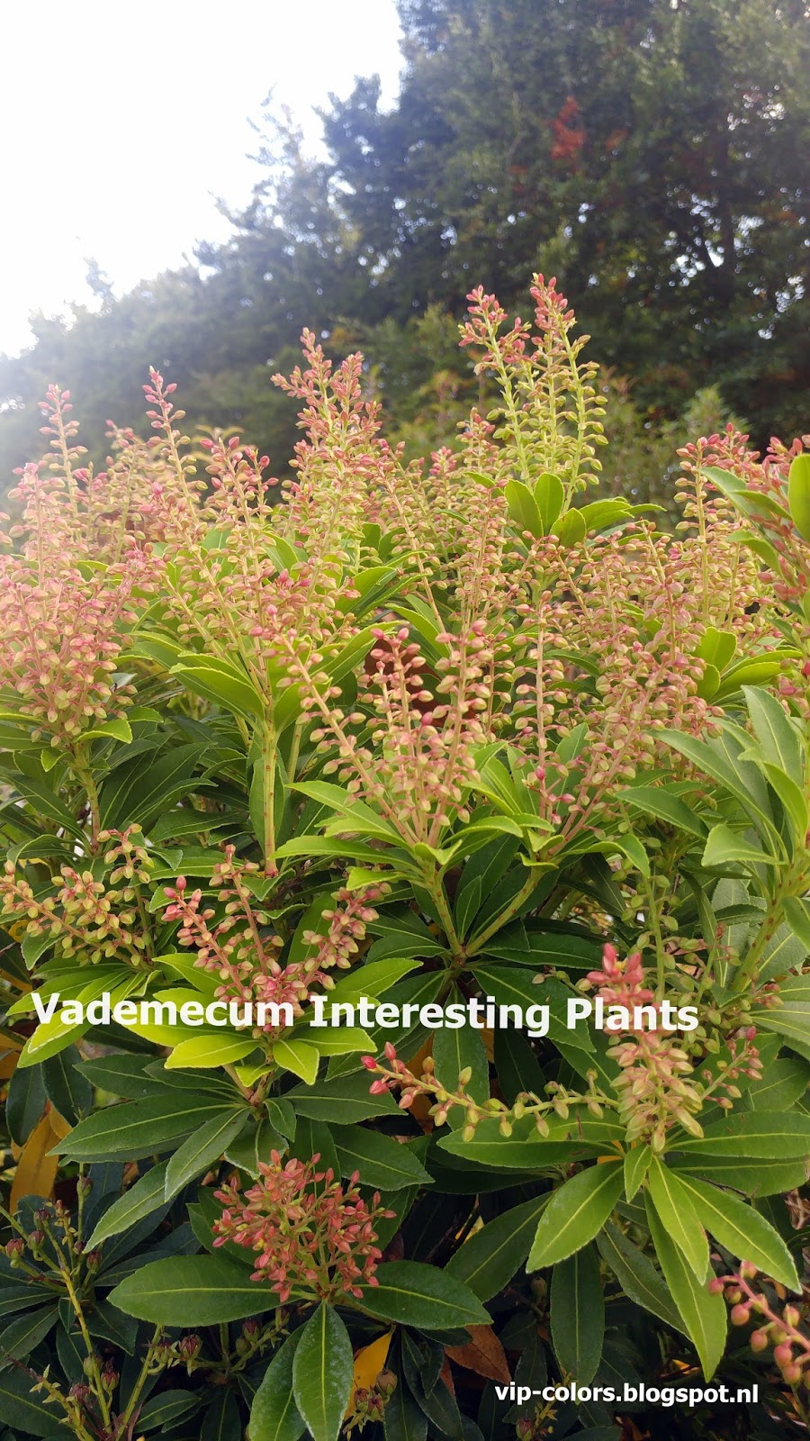 Vademecum Interesting Plants Pieris Japonica Pieris Japonski