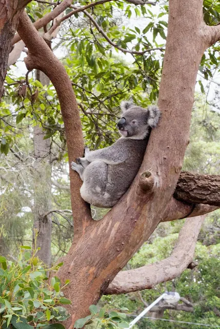 Taronga Zoo animals: Koala in a tree
