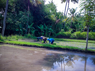 Farmers Are Planting Paddy Plants In The Rice Fields In Agricultural Area At Ringdikit Village, North Bali, Indonesia