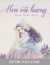 Hoa Oải Hương Hoa Oải Hương