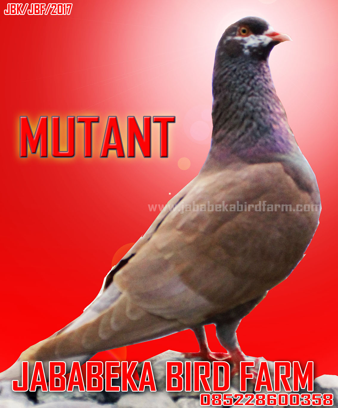 085228600358 Burung Burung Merpati Juara Lomba Juara