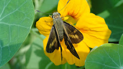 Skipper on a nasturtium bloom