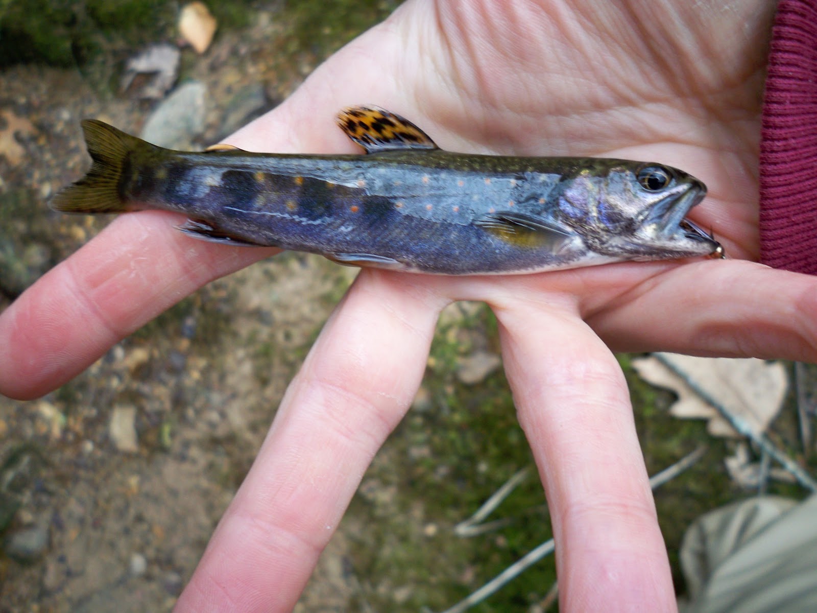 The Headwaters Blue Brook Trout in Early Spring