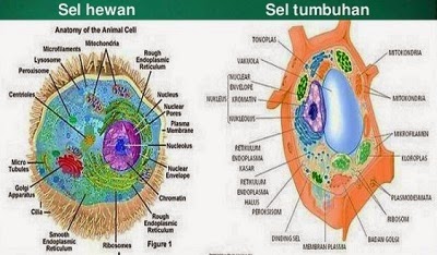 Blognya anak tuban sejati Perbedaan Sel  Hewan  dan  Sel  