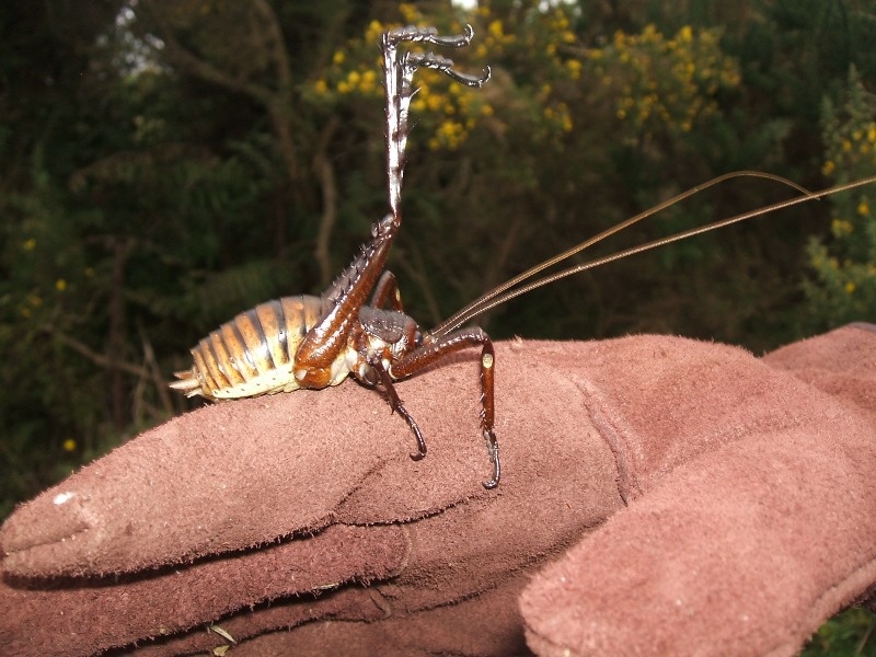 Mangaiti Gully Restoration Group Mahoenui Giant Wetas
