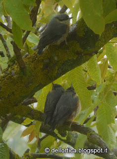 allocco picchio muratore uccelli rapaci birdwatching alla fattoria didattica dell ortica a Savigno Valsamoggia Bologna in Appennino vicino Zocca