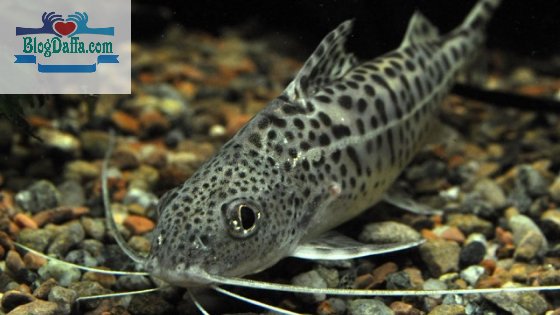 Pictus Catfish Pictus Catfish