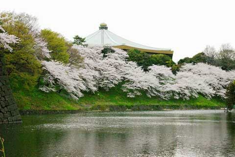 My Graffiti Blog 日本武道館の近く 皇居北側の牛ヶ淵の桜も満開