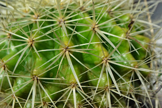 Echinocactus grusonii. Cactus esférico en maceta.