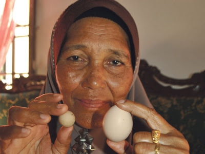 telur ayam pelik