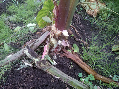 タヌキにかじられたサトイモ（セレベス）の茎