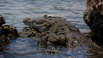 Ανακαλύφθηκε το πρώτο νέο είδος αφρικανικού κροκόδειλου μετά από 85 χρόνια (pics)  