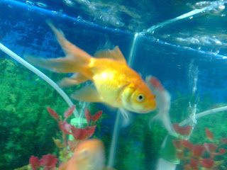 gold fish india aquarium