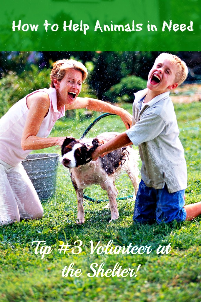 Caim Animal Rescue Network Participate How to help animals in need