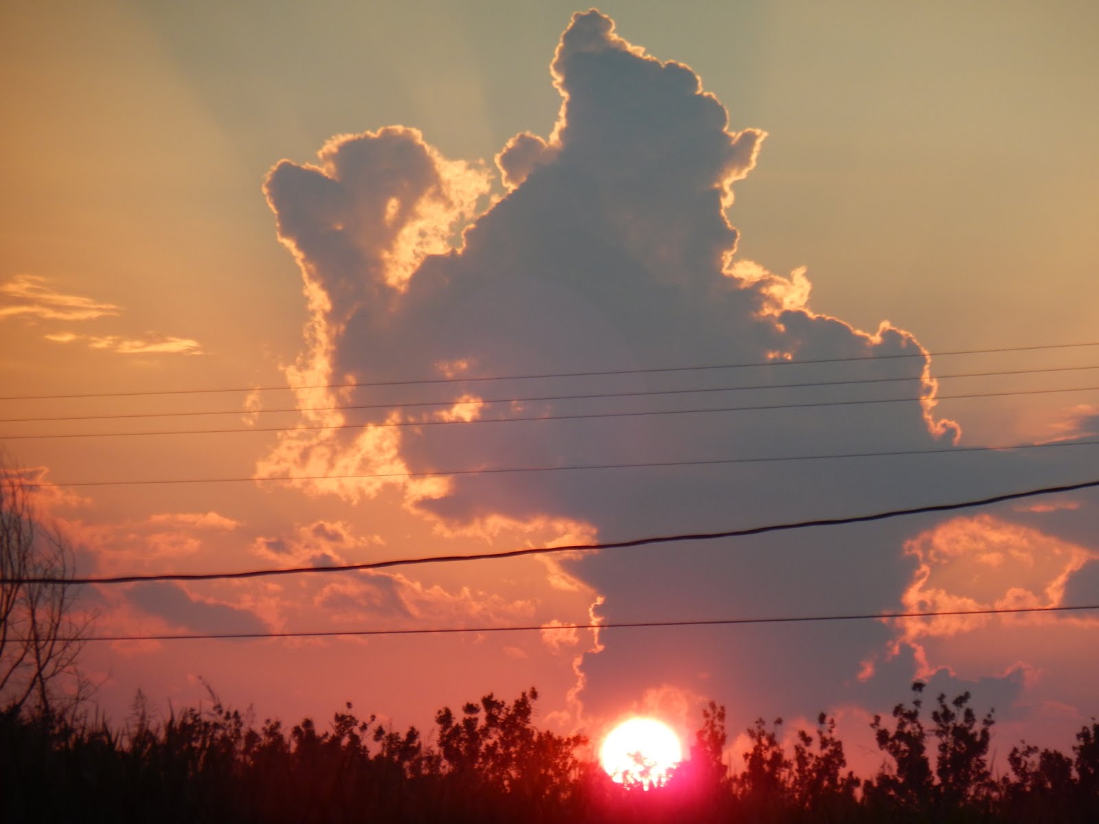 Poodle in the Clouds