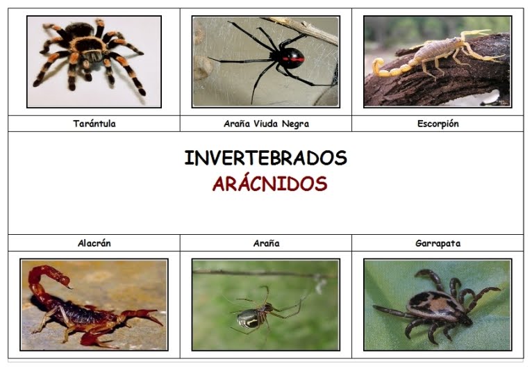 BLOG EDUCATIVO: ANIMALES INVERTEBRADOS