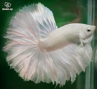 6000 Koleksi Gambar Ikan Cupang Putih Gratis Terbaik