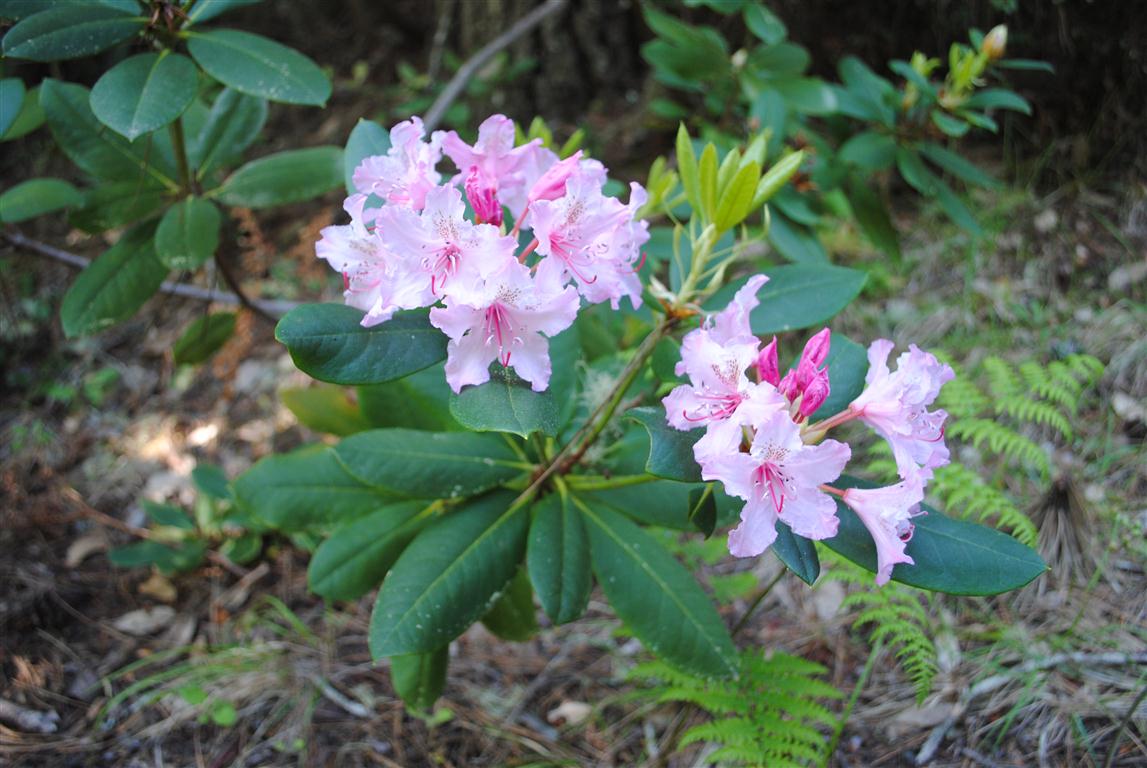 Mendonoma Sightings Wild Rhododendrons have begun to bloom on the