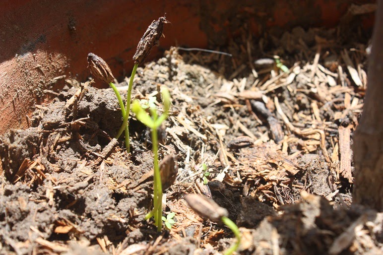 COCA SEEDS COCA SEEDS Where to buy coca seeds