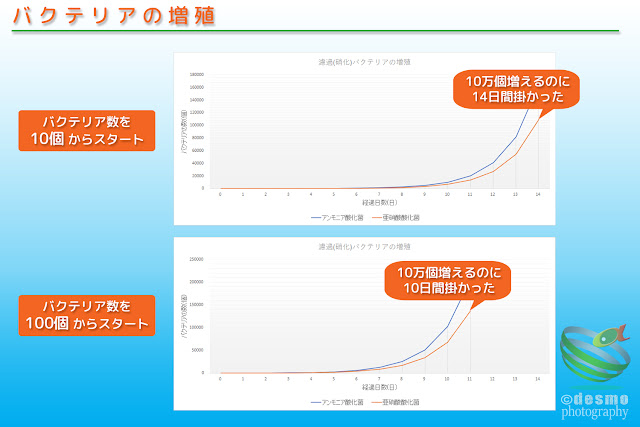 バクテリアの増殖