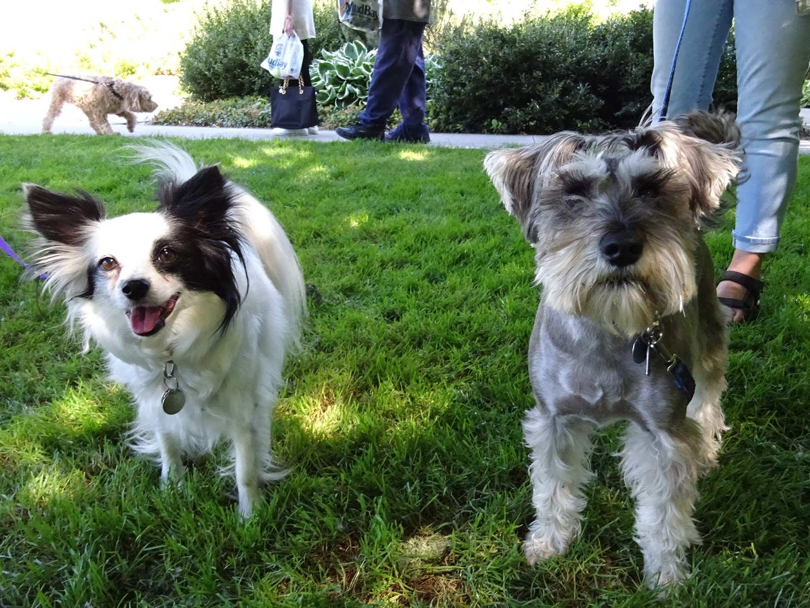 キットと歩こ シアトル いろいろ ストリート 絹の風になって