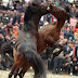 Foto : Pertarungan Kuda di China  ( Horse Fighting in Rongshui )