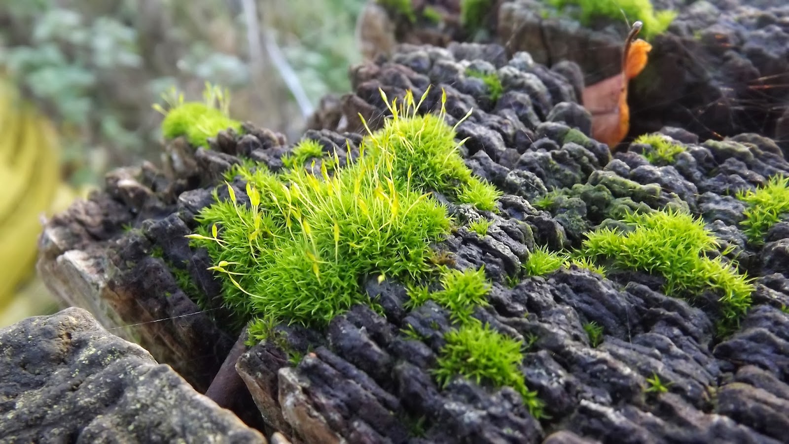 Tony's Blog Mostly mosses