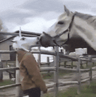 Funny animal gifs - part 245, best funny gifs