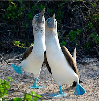 Blue Footed Boobies Dancing