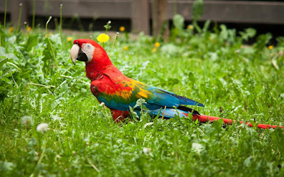  new hd 2016Parrot Live Wallpaper photo,free download 48