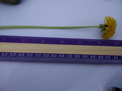 Standard Measurement: Measuring a Dandelion with a Ruler