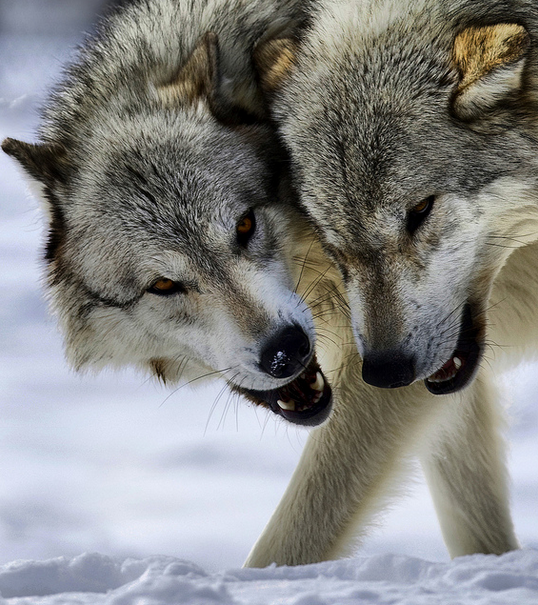 STOP WOLF HUNTS: WOLF PETITIONS