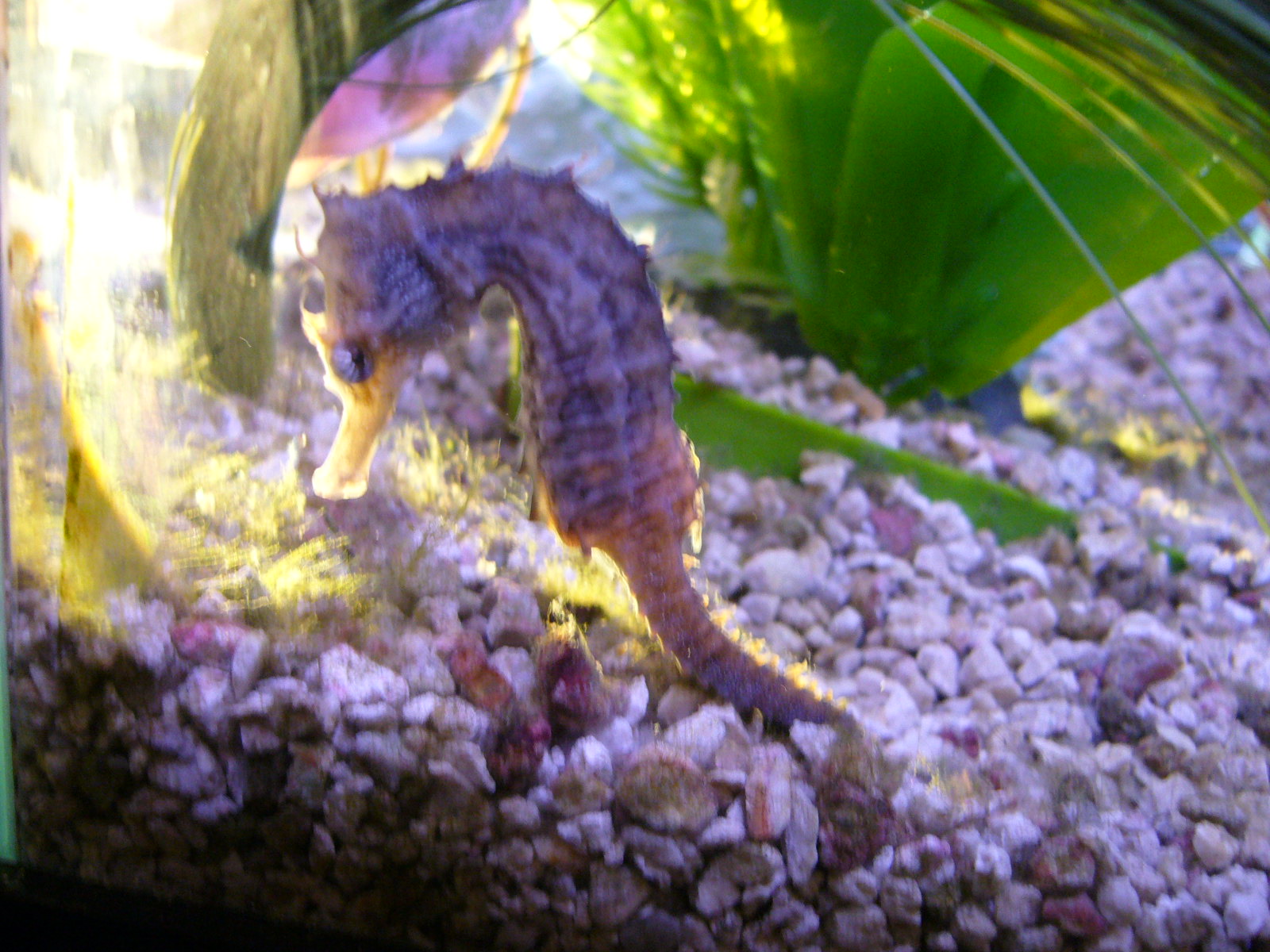 Seahorse Talk 101 Early Growth and Development of a Natural Helper