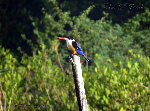 Black-capped kingfisher - Halcyon pileata