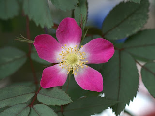 Rosier glauque - Églantier glauque - Églantier à feuilles rougeâtres - Rosier à feuilles rouges - Rosa glauca Rosier glauque - Églantier glauque - Églantier à feuilles rougeâtres - Rosier à feuilles rouges - Rosa glauca