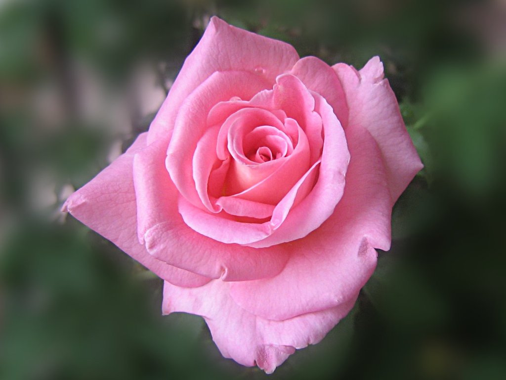 http://2.bp.blogspot.com/-H-PjMv79KeE/TvhgWoDgiTI/AAAAAAAAA6s/96iGXplfc9I/s1600/beautiful+pink+rose+wallpaper3.jpg