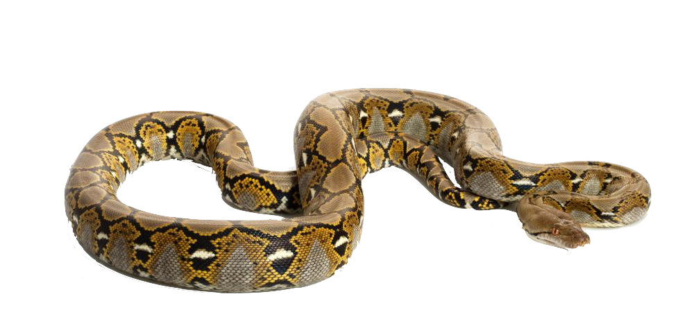 Snakes are longer. Сетчатый питон. Азиатский сетчатый питон. Reticulated Python. Змея сетчатый питон.