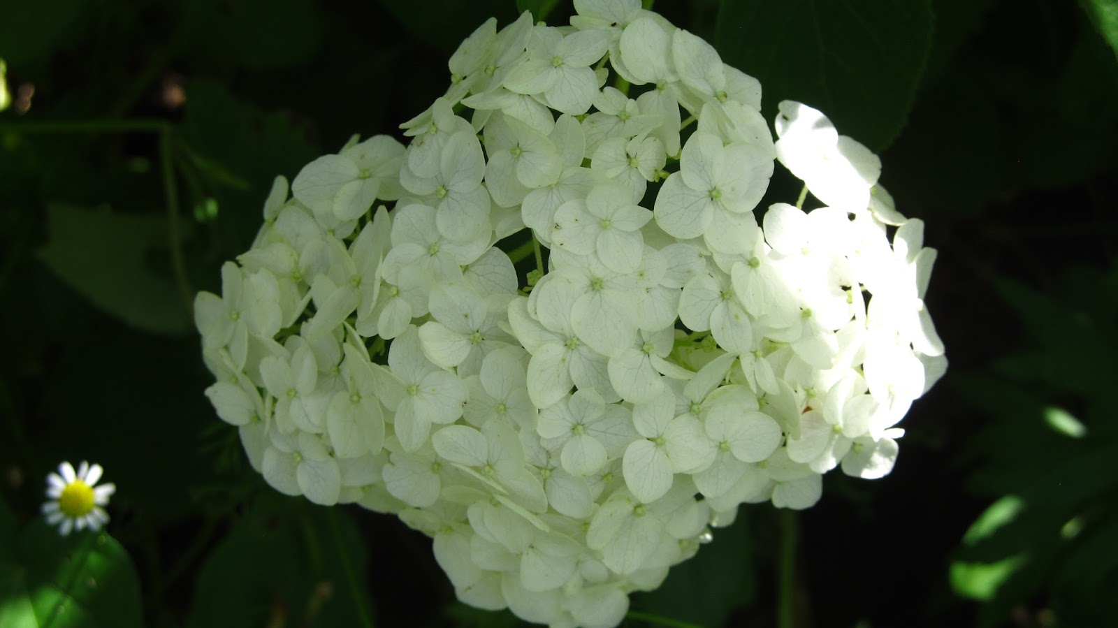 Болгария. От Сеново до...: Цветы и ягоды.