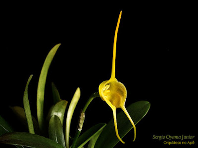 Micro Orquídea Masdevallia infracta amarela