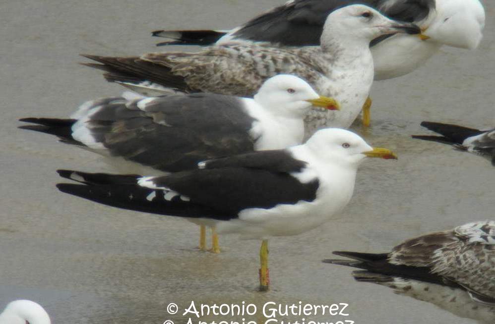 (Larus fuscus fuscus)Lesser black-backed gull/ Gaviota sombria baltica / Kaio ilun Baltiarra