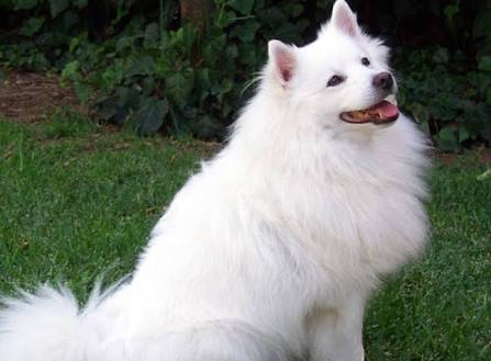 top 10 indian breed dogs