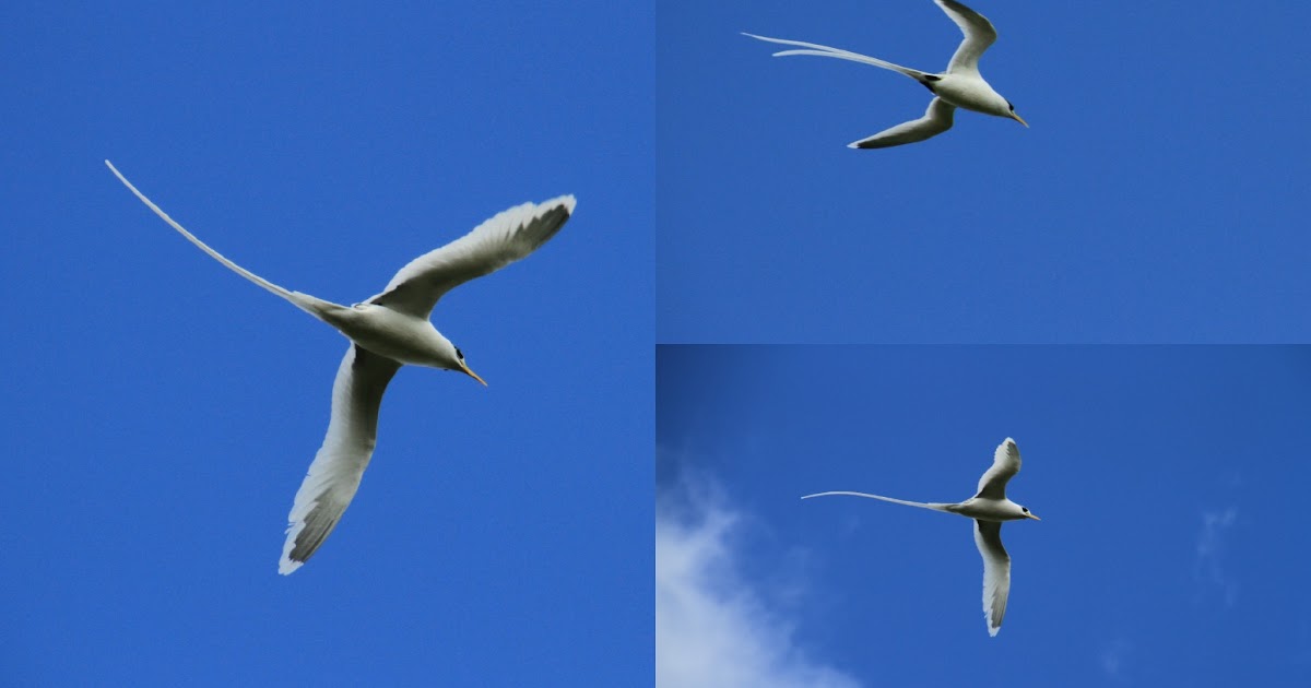 Voyages et Expériences Maurice A la rencontre du Paille en Queue