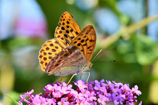 20 Inspirational Butterfly Quotes About Life 20 Inspirational Butterfly Quotes About Life
