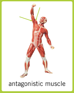 Image Result For Which Muscles Do Image Result For Which Muscles Do