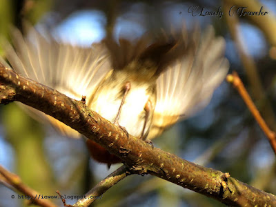 European robin - Erithacus rubecula