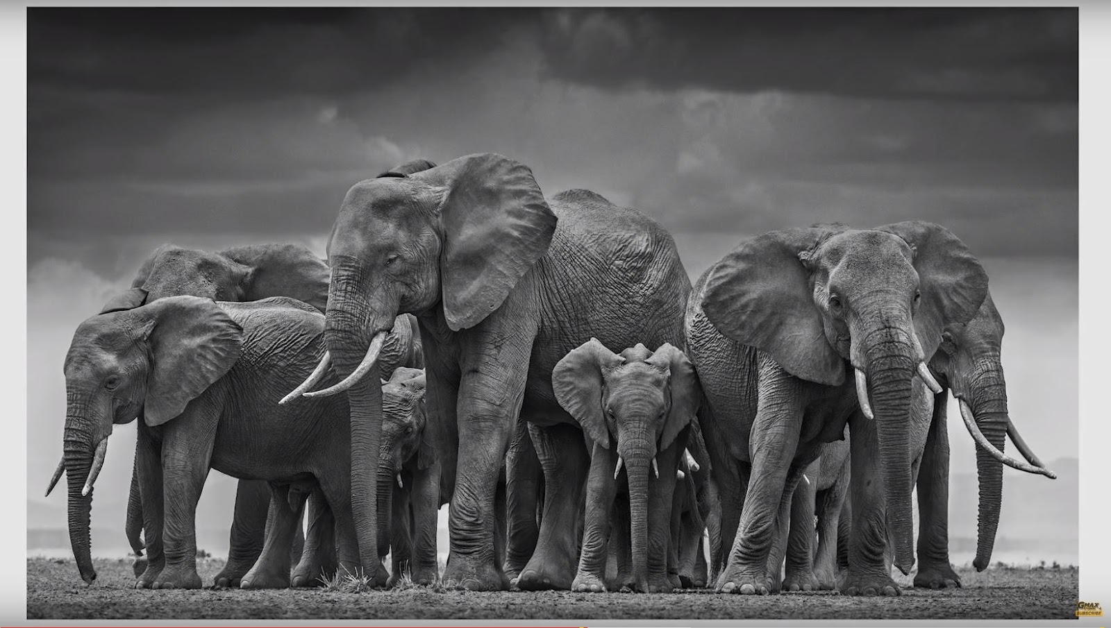 Wildlife Photographer David Yarrow shares his photography techniques