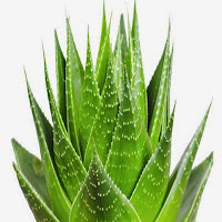 5 plantas para evitar a queda dos cabelos babosa para os cabelos