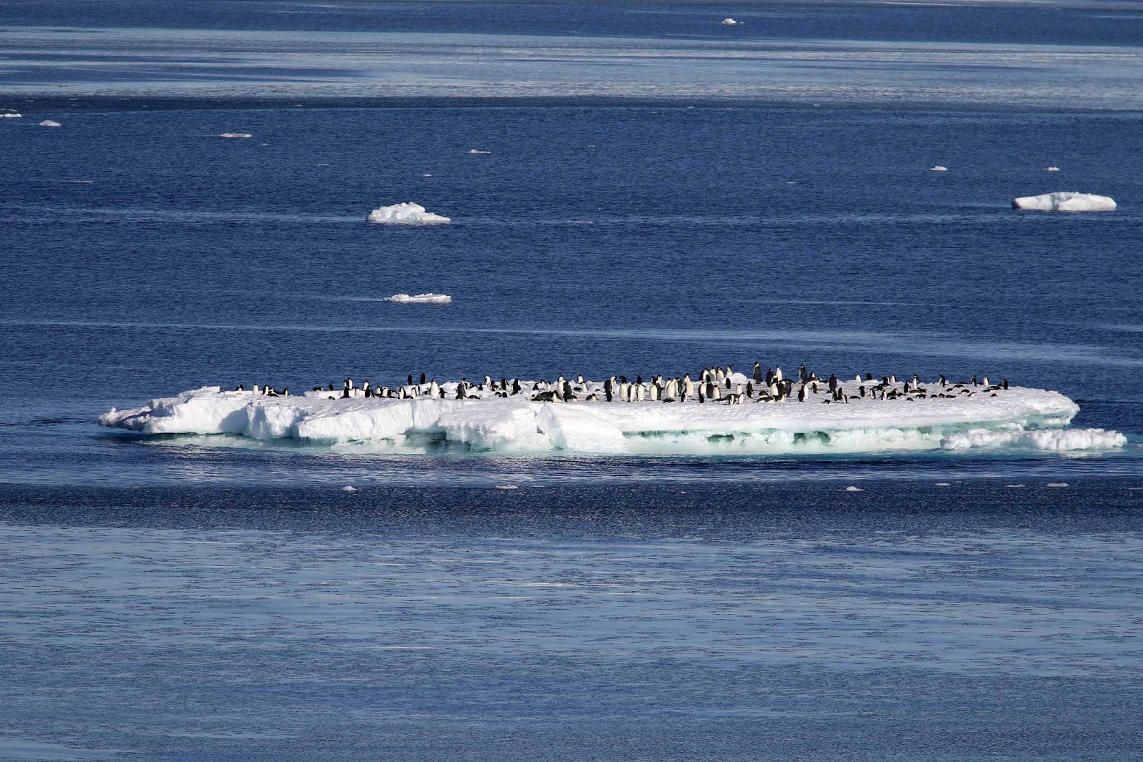 Second largest emperor penguin colony in Antarctica has disappeared