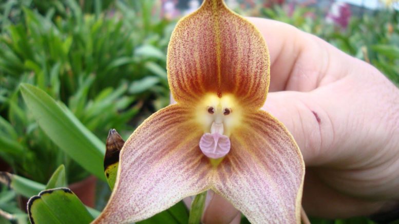 Orquídeas parecidas com animais!