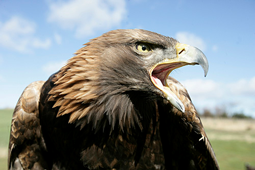 Golden Eagle in pair